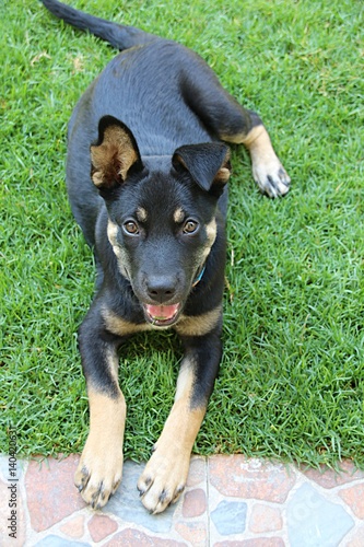 Dog in the Grass photo