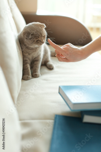 Fototapeta Naklejka Na Ścianę i Meble -  Woman punishing playful cat sitting on sofa
