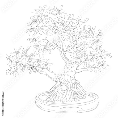 beautiful bonsai traditional line art continuous line vector drawing