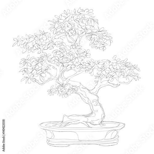 beautiful bonsai traditional line art continuous line vector drawing
