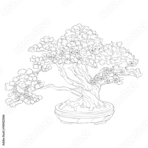 beautiful bonsai traditional line art continuous line vector drawing