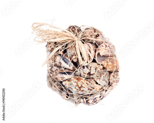 Decorative bag of bat volute sea shell, cymbiola vespertilio, volutidae family, isolated on white bacground photo