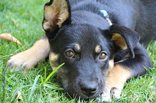 Dog in the Grass photo