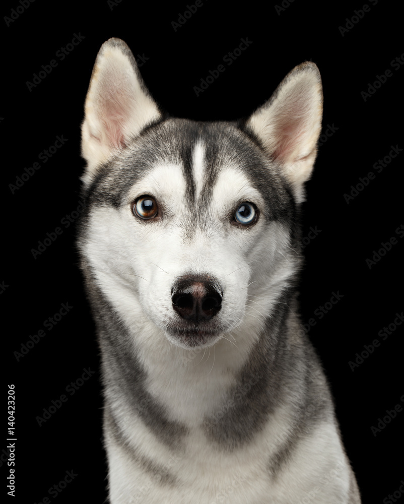 Portrait of Siberian Husky Dog Serious Looking in camera on Isolated Black Background, front view
