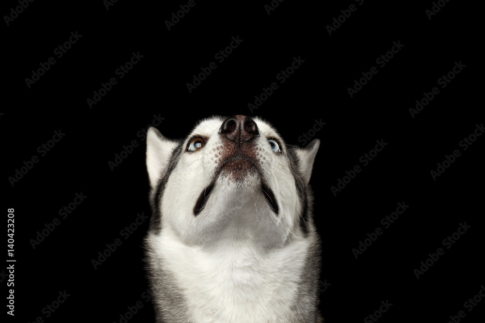 Portrait of amazement Siberian Husky Dog Stare up on Isolated Black Background, front view