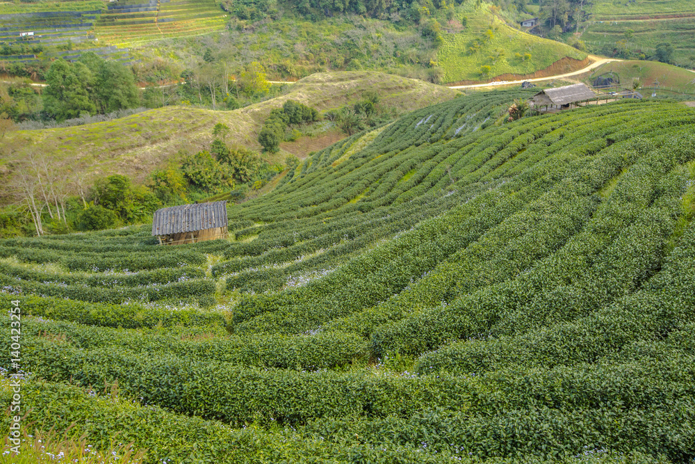 tea plantation landscape tea plantation landscape