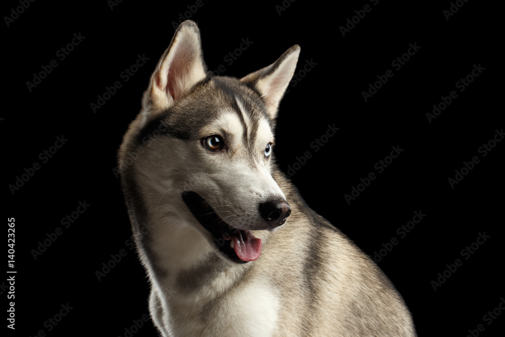 Portrait of Siberian Husky Dog with Blue eyes turn back on Isolated Black Background, Profile view