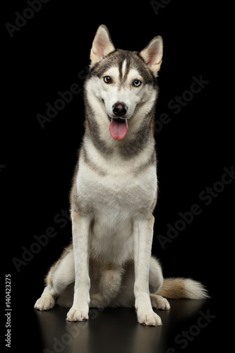 Siberian Husky Dog Sitting on Isolated Black Background  Front view