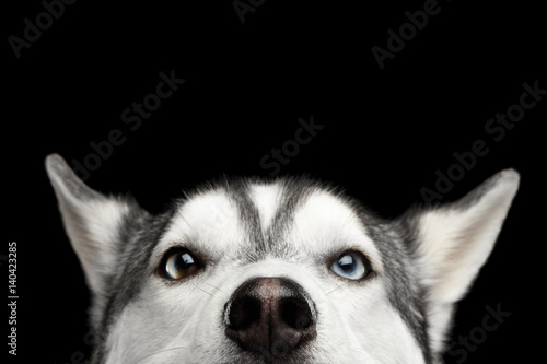 Photography Close-up Head of peeking Siberian Husky Dog with blue eyes on Isolated Black Bac