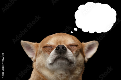 Fototapeta Naklejka Na Ścianę i Meble -  Chihuahua dog thinking with closed eyes, in bubble, isolated on Black background