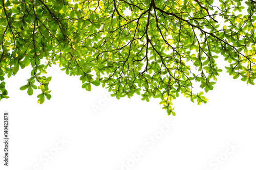 green leaves on white background  copy space.