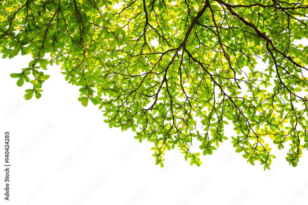 green leaves on white background, copy space. green leaves on white background, copy space.