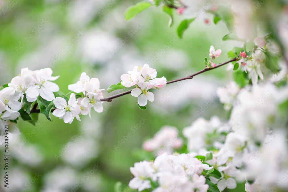 Flowers of the cherry blossoms on a spring day Flowers of the cherry blossoms on a spring day