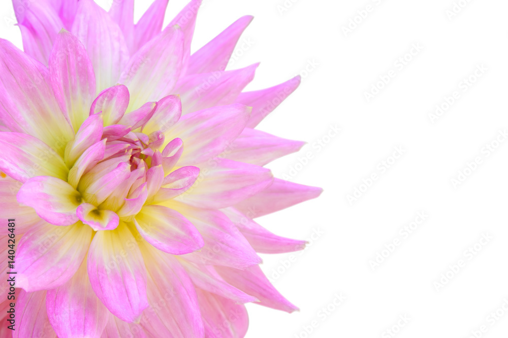 beautiful pink flower or chrysanthemum bouquet colorful flower for love and freshness on winter floral festival and valentine day for nature isolated on white included clipping path