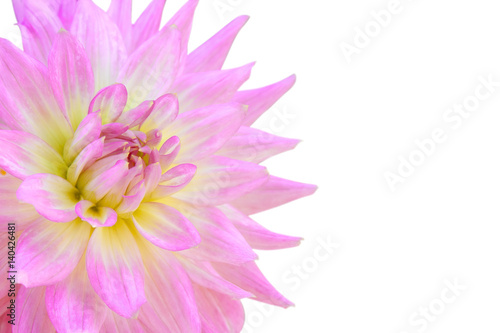beautiful pink flower or chrysanthemum bouquet colorful flower for love and freshness on winter floral festival and valentine day for nature isolated on white included clipping path