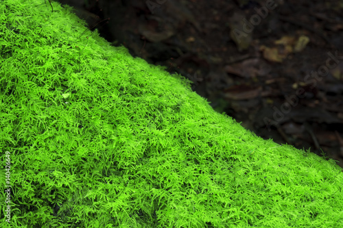 green moss plant on stub or tree root in the deep jungle or forest and plentiful environment for nature background with copy space for your text