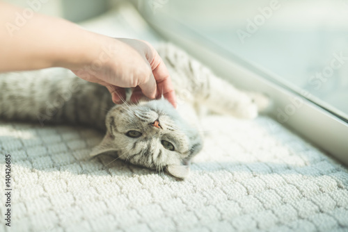 Fototapeta Naklejka Na Ścianę i Meble -  Asian woman playing with kitten