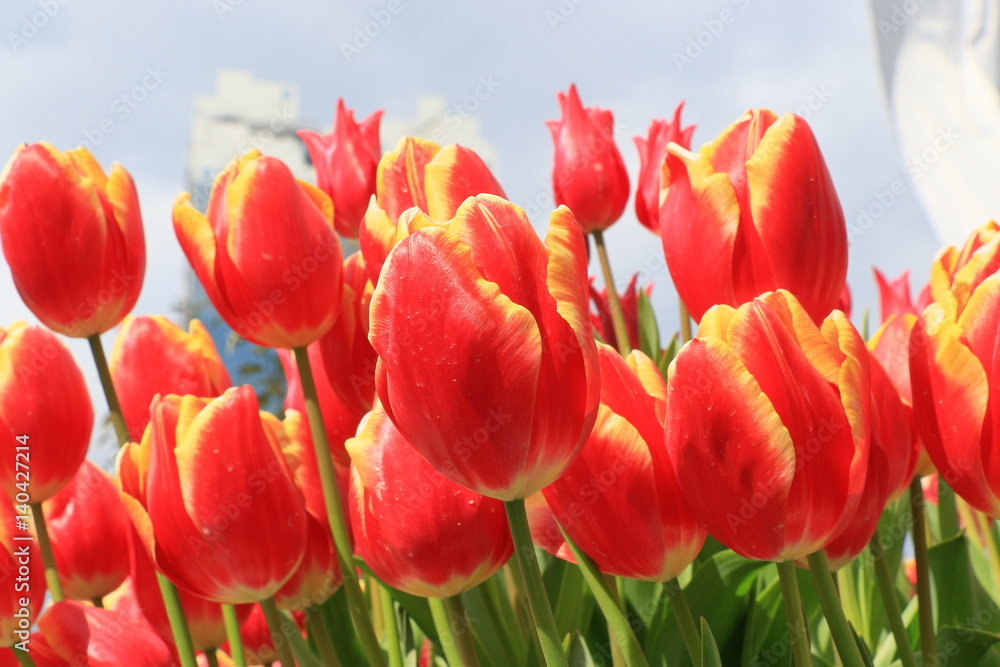 Fototapeta premium Tulip