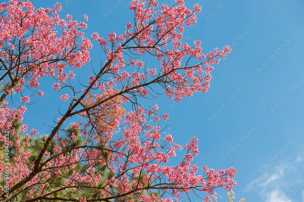 Wild Himalayan Cherry with blue sky and cloud background