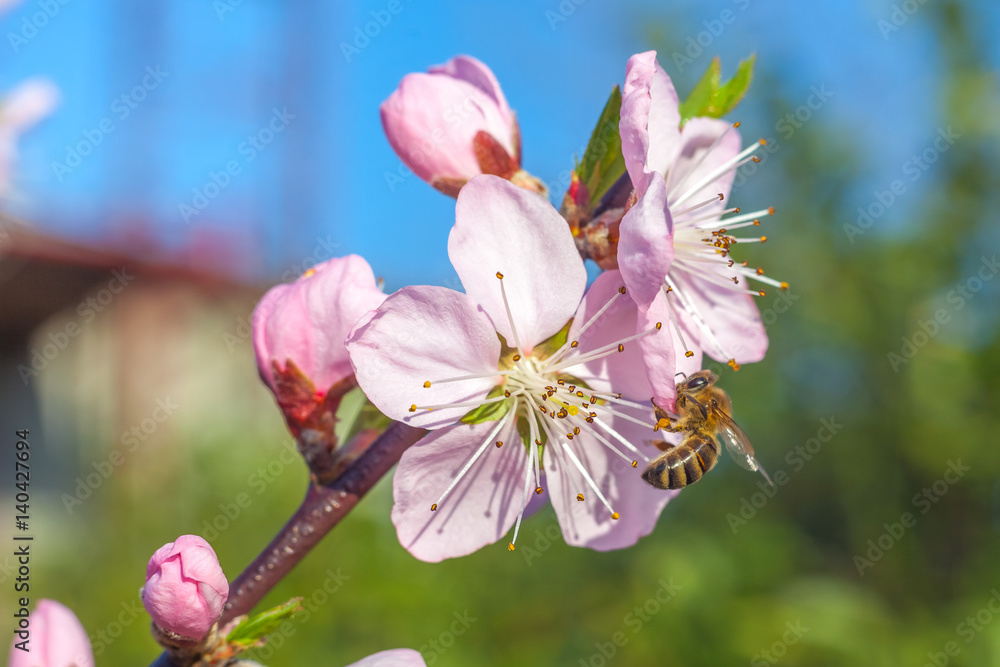 Bee on sweet peach blossoms in early spring Bee on sweet peach blossoms in early spring