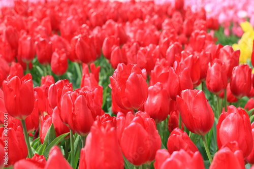 Tulip