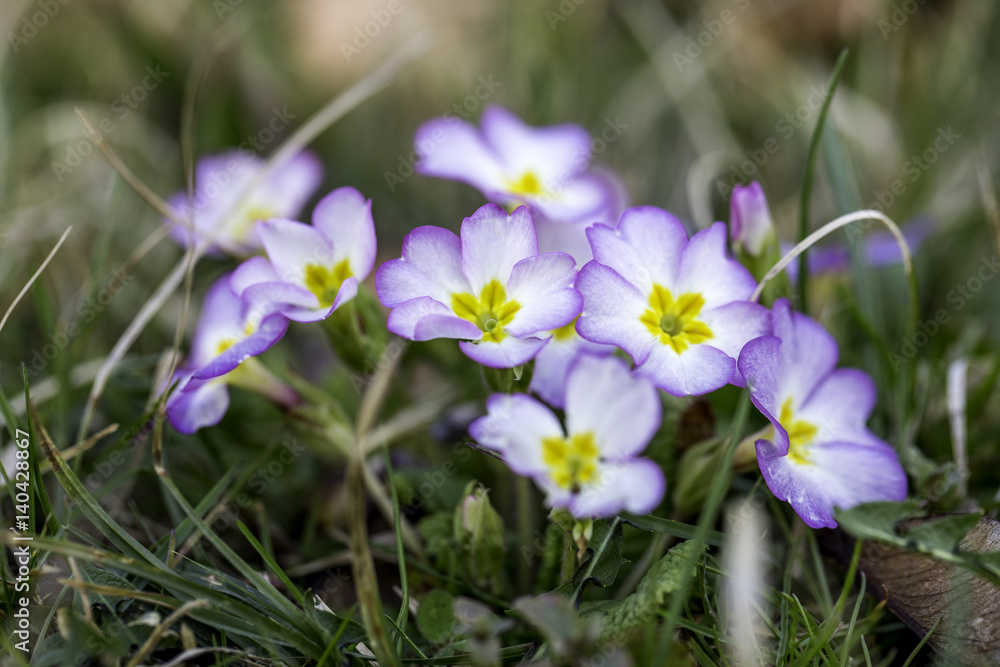 Zierliche Blümchen auf einer Wiese Zierliche Blümchen auf einer Wiese