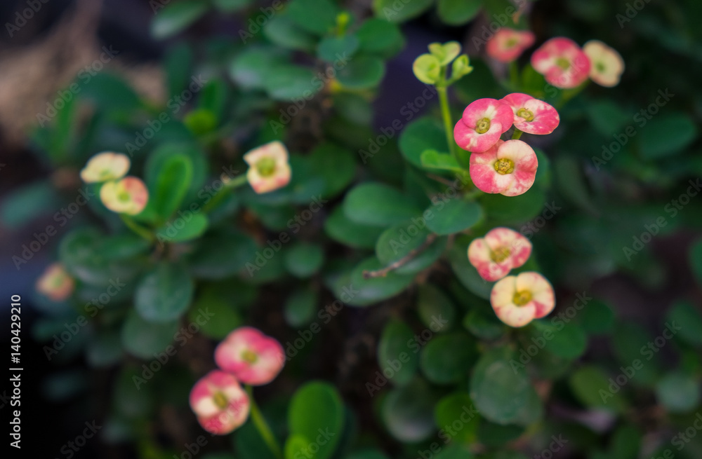 crown of thorns flowers with green leaves background,christ thorn flowers crown of thorns flowers with green leaves background,christ thorn flowers
