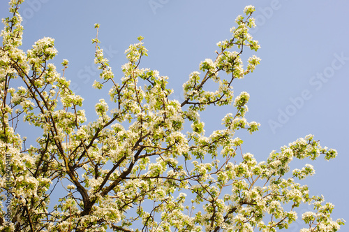 White flowers on branches. Spring tree.