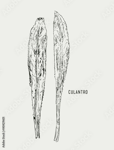 Culantro illustration vector