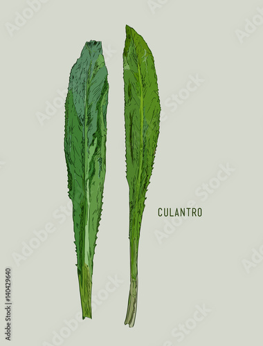 Culantro illustration vector