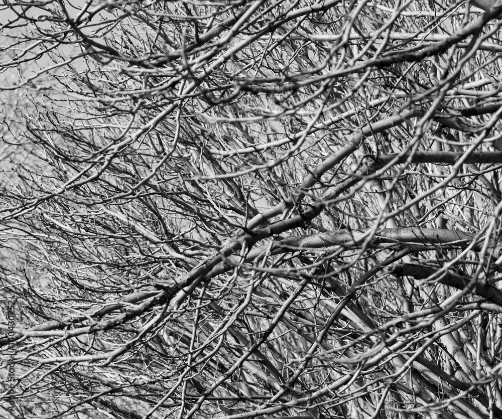 Obraz premium tree branches as a background