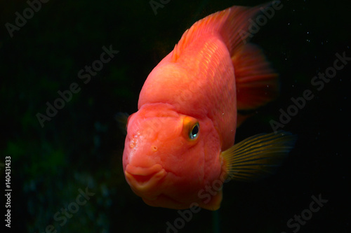 Золотая рыбка смотрит на фотографа через стекло аквариума. Смотрит и улыбается. © alexdesi