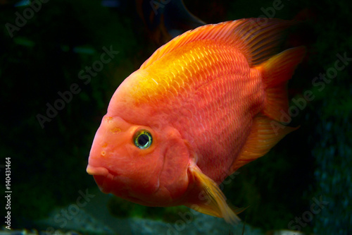 Рыба золотой окраски позирует фотографу за стеклом аквариума.