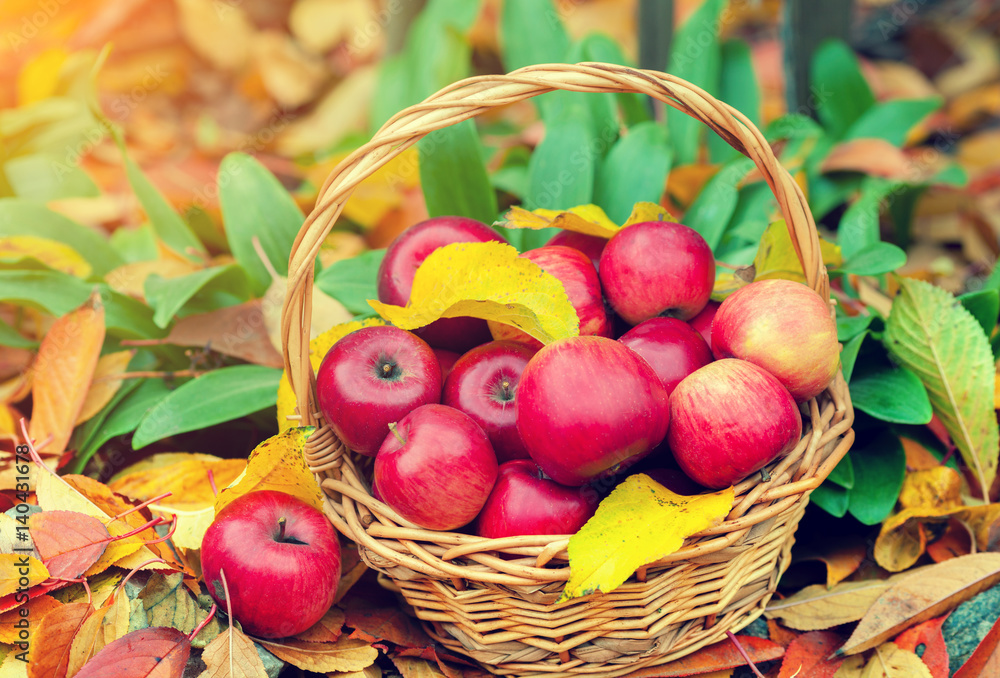 Basket with red apples on the fallen leaves in the garden in autumn