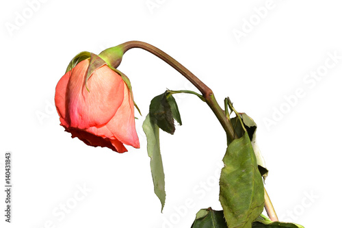 Faded rose. White background. Macro