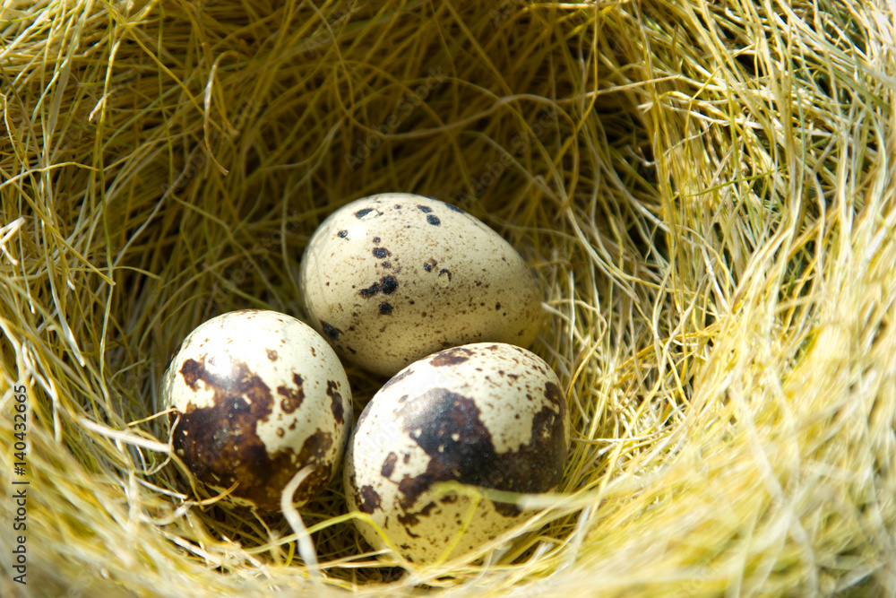 quail eggs are in the nest quail eggs are in the nest