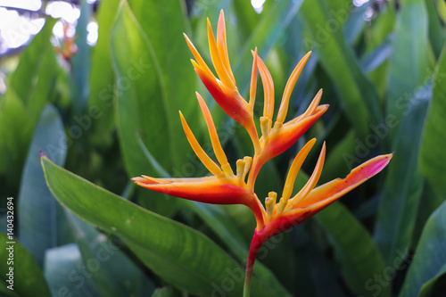 Bird of paradise flower in the garden.