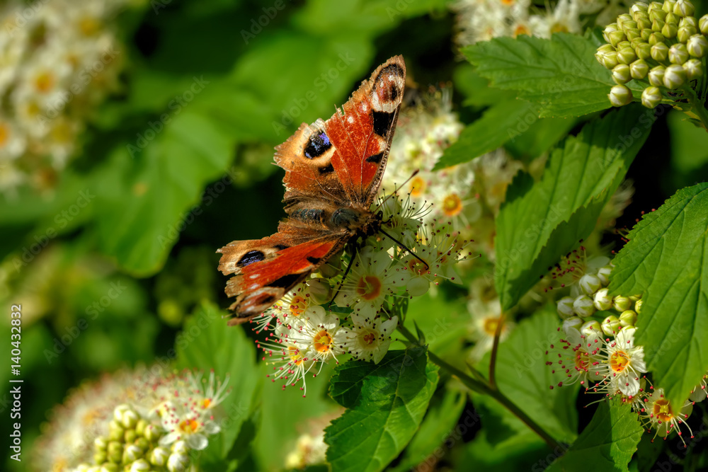 Butterfly peacock eye sitting on a flower.
