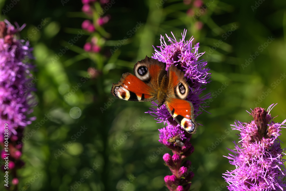Butterfly peacock eye sitting on a flower.