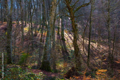 The  Monte Cimino   Tuscia  Lazio   a mount in the Cimini mountains  they are a range of densely wooded volcanic hills  province of Viterbo  with the famous beech forest.  