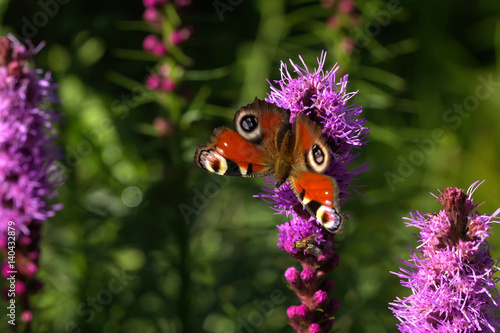Obraz na płótnie Butterfly peacock eye sitting on a flower. w salonie
