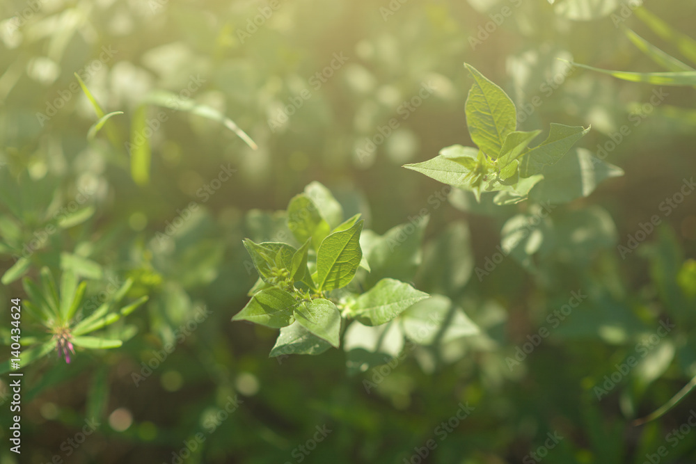 Under the bright sun. Abstract natural backgrounds Under the bright sun. Abstract natural backgrounds