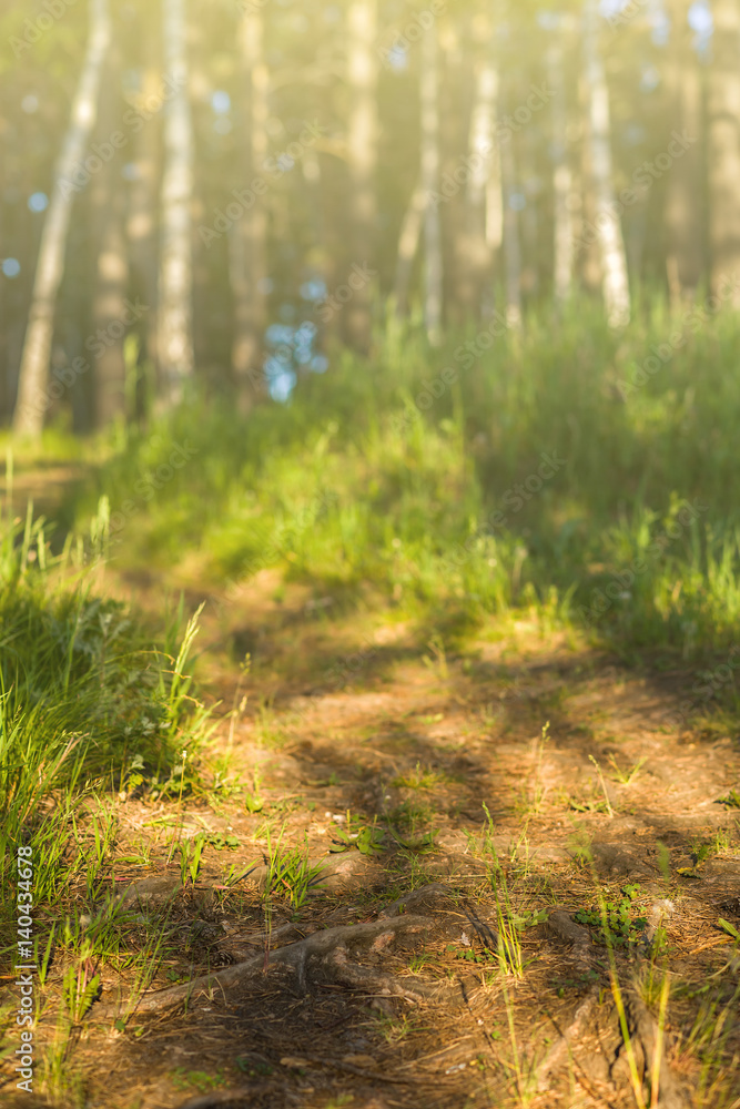Sunrise sunset in the forest, trail, nature, background Sunrise sunset in the forest, trail, nature, background