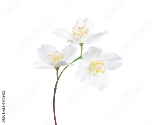 Jasmine s  Philadelphus  flowers isolated on white background.