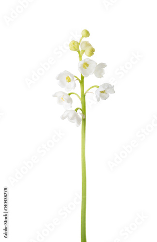 Lily of the Valley isolated on white background.