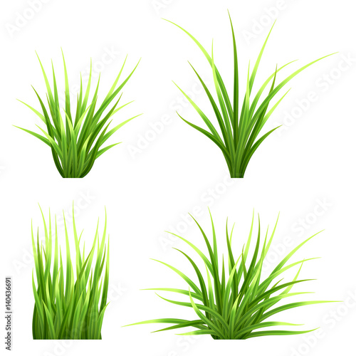 Set realistic vector  grass. Bush of fresh grass of various shapes. Isolated element for design, nature landscape illustration.