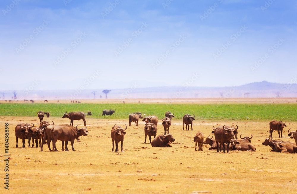 Big herd of buffalos at Kenyan savannah