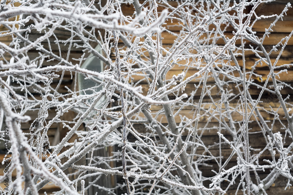 Trees in Winter