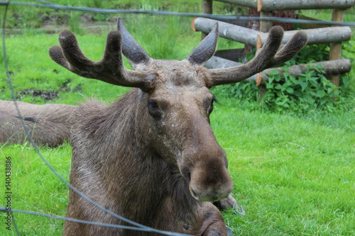 Deer - Grünau - Austria