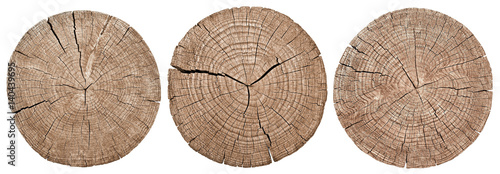 Cross section of tree trunk showing growth rings on white background. wood texture. set